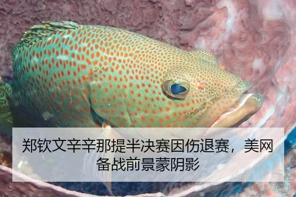 郑钦文辛辛那提半决赛因伤退赛，美网备战前景蒙阴影
